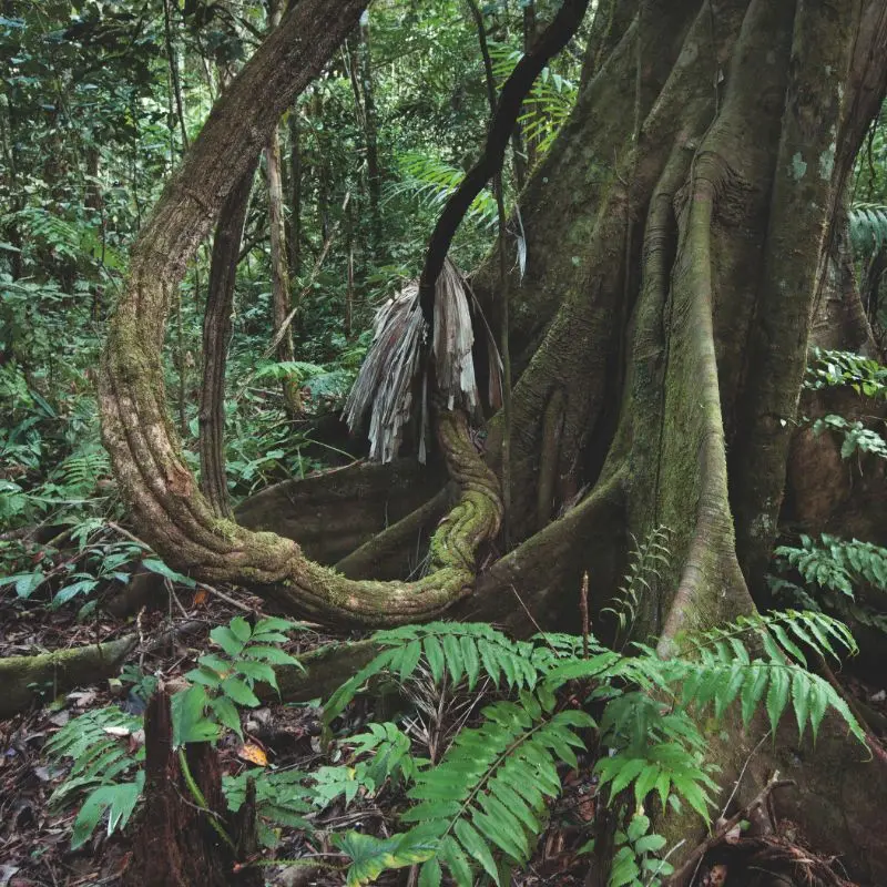Amazonas