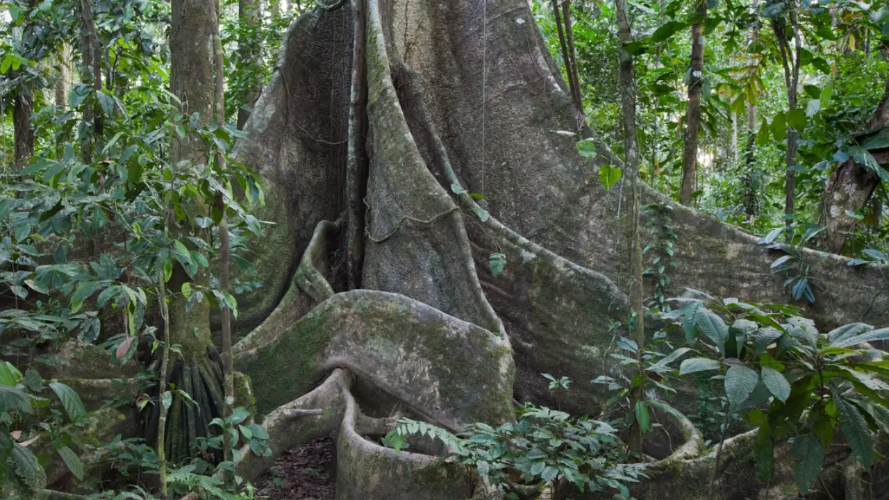 Amazonas